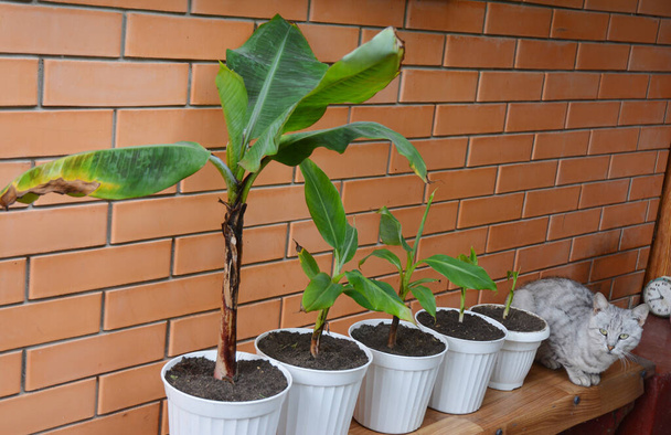 Kääpiö Cavendish Banana viljely ja lisääminen: taimet banaani pennut ovat repotted eri ruukkuihin
. - Valokuva, kuva