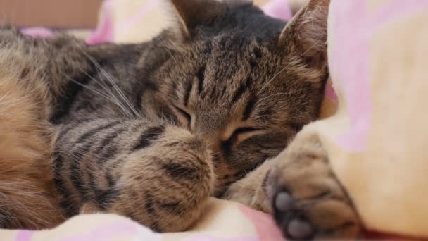 Ένα πορτραίτο μιας γάτας που κοιμάται άνετα σε ένα κρεβάτι. - Πλάνα, βίντεο