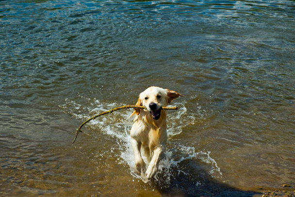 Un joven y juguetón perro Golden Retriever nada hacia la orilla del río con el palo que ha traído
 - Foto, imagen
