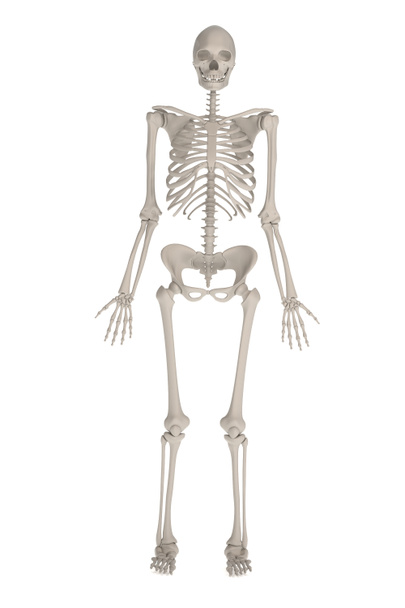 Realistyczne 3d renderowania kobiet szkielet - Zdjęcie, obraz