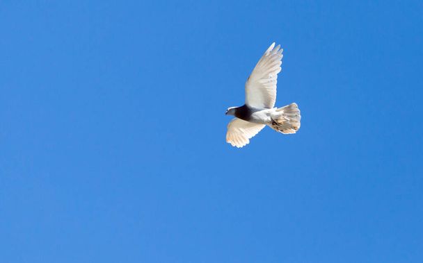 One pigeon in flight against a blue sky . - Photo, image