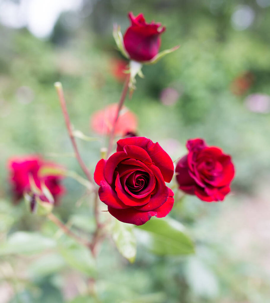 red rose in a park on the nature . - Foto, imagen