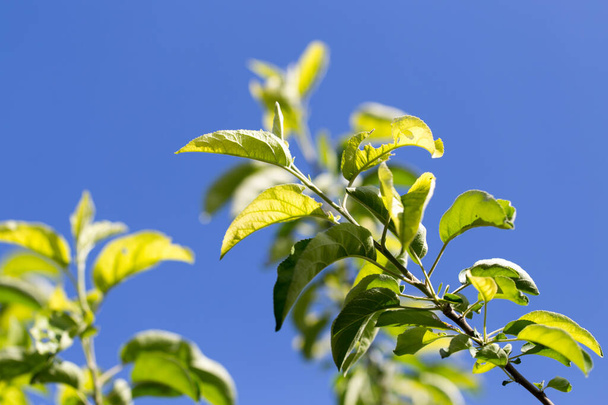 close-up shot of leaves on tree against blue sky - Foto, Bild