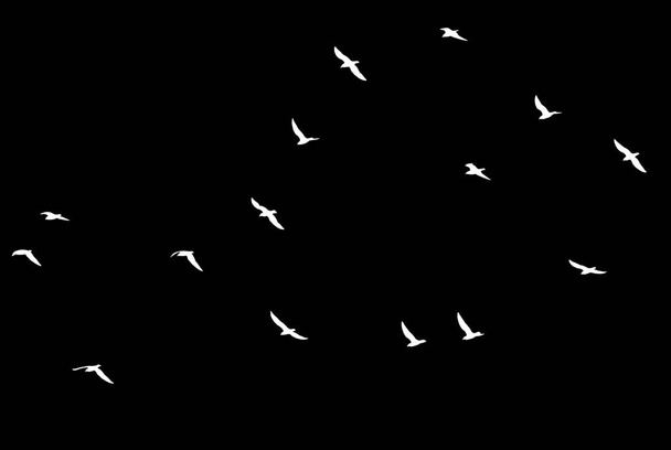 a flock of birds on a black background . - Фото, изображение