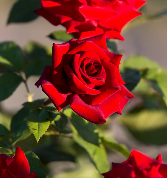 czerwona róża w parku na łonie natury . - Zdjęcie, obraz