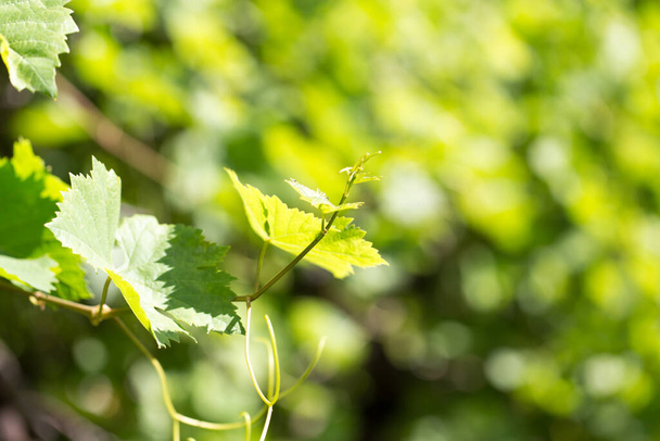 close-up shot of Young grape leaves in nature - Foto, afbeelding