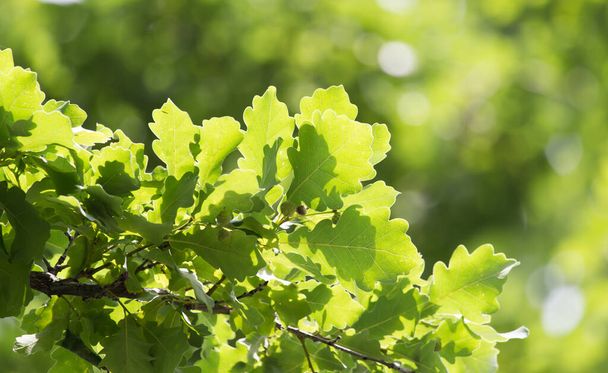 close-up shot of green oak leaves in nature - Foto, afbeelding