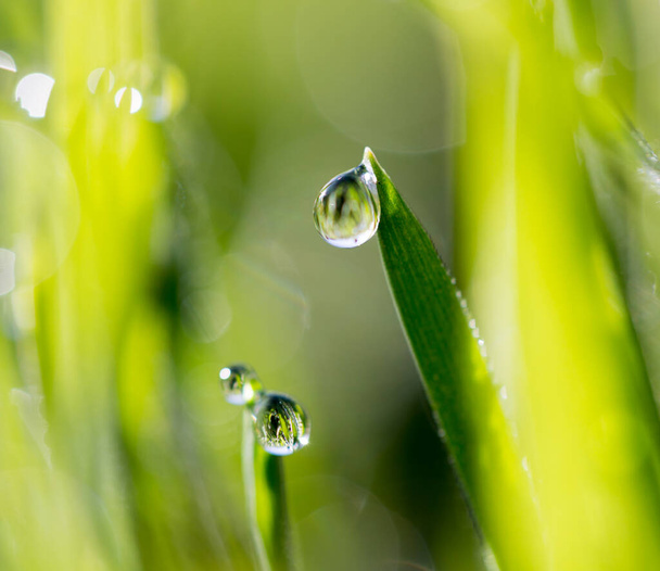close-up shot of drops of dew on green grass - Photo, image
