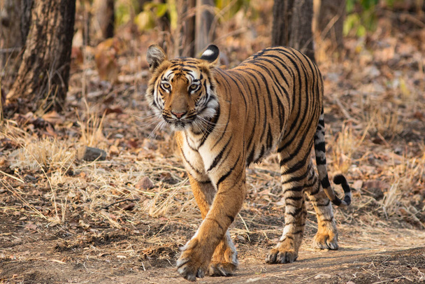 A tiger walking head on towards the camera on a road having bold eyes - Valokuva, kuva