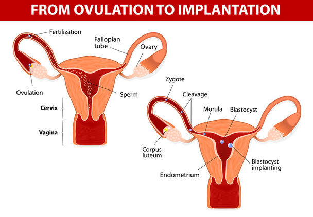 od ovulace k implantaci - Vektor, obrázek