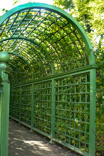ημικυκλική πράσινη αψίδα με φυτά στον καλοκαιρινό κήπο - Φωτογραφία, εικόνα