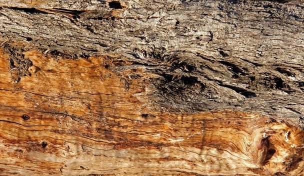 wood texture with natural patterns - Foto, immagini