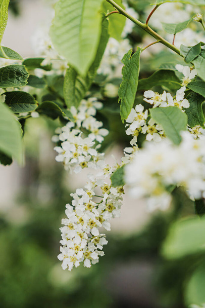 branch of blooming white cherry in the spring in the garden - Fotó, kép