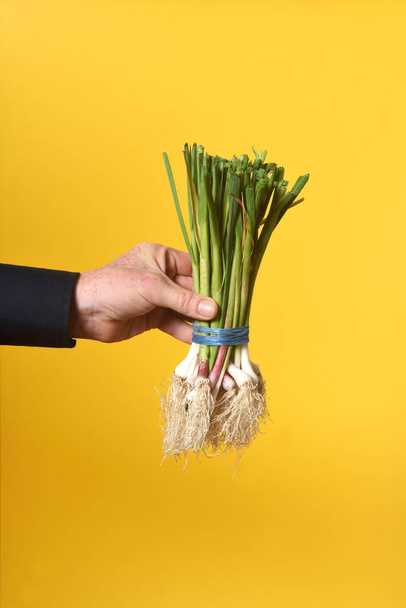 hand holding a tender garlic on yellow background - Fotó, kép
