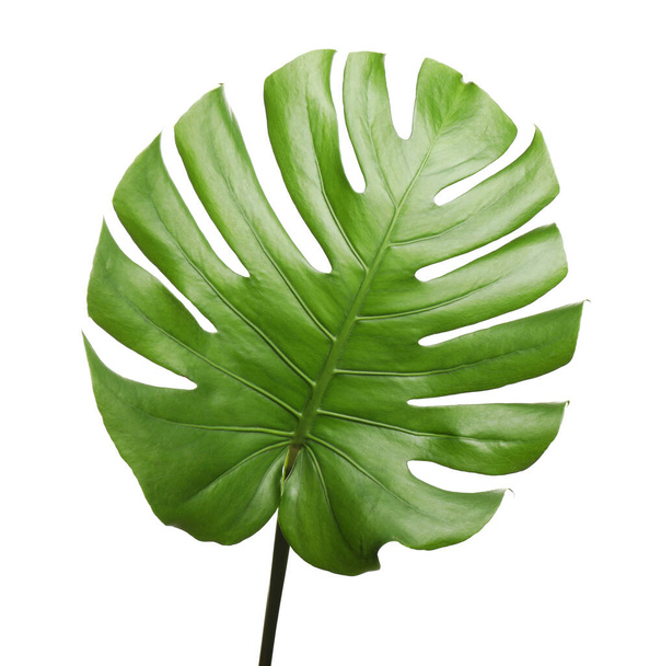 白で隔離された新緑の熱帯の葉 - 写真・画像