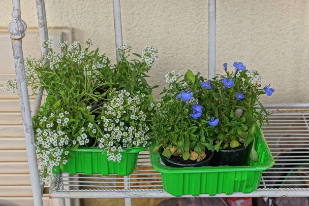 flowerpots in two green plastic boxes with decorative plants and white blue flowers stand on a shelf against a brown wall - Photo, Image