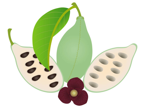Asimina triloba το pawpaw ολόκληρο φρούτο με το μισό και λουλούδι. - Διάνυσμα, εικόνα