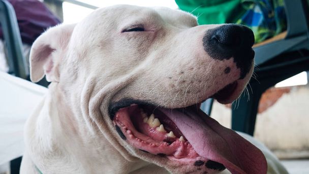 Usmívající se pes Dogo Argentino - zblízka. - Fotografie, Obrázek