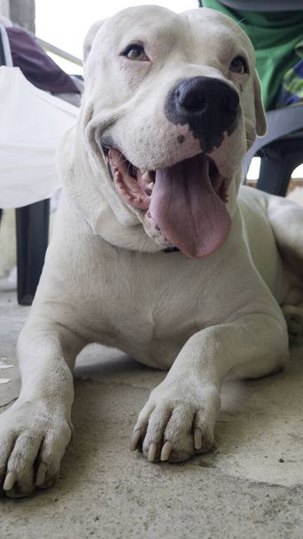 Usmívající se pes Dogo Argentino odpočívá. Argentinský Mastiff. Krásný bílý pes detailní portrét. - Fotografie, Obrázek