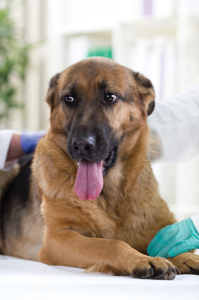 veterinarian calms the German Shepherd Dog - 写真・画像