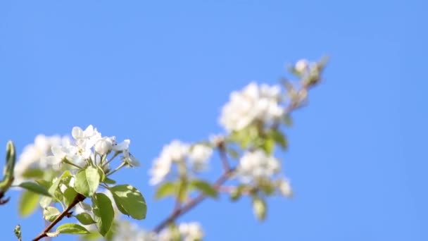 Αχλάδι άνοιξη ντελικάτα λευκά λουλούδια κλαδί ανθίζει στον κήπο σε καθαρό μπλε φόντο του ουρανού. Κίνηση σε βίντεο ανέμου - Πλάνα, βίντεο