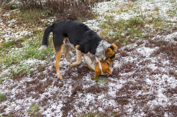 Musta metsästys naaras koira taistelee Basenji uros koira pelatessaan ulkona syksyllä kentällä. Nainen on voittanut miehen.
 - Valokuva, kuva