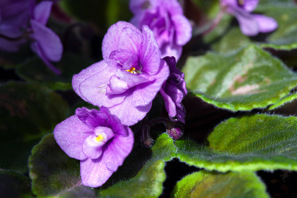 Blooming of African Violet Flowers with Green Leaves - Valokuva, kuva