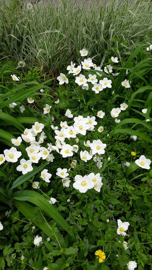 Kırsalda beyaz çiçek lapkatka. - Fotoğraf, Görsel