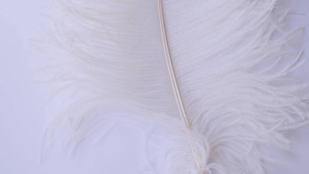 Light, delicate ostrich feather. White feather on a white - Fotó, kép