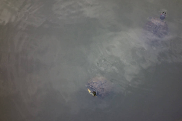 Bahenní želvy plovoucí v bažině v horském vesnickém parku - Fotografie, Obrázek