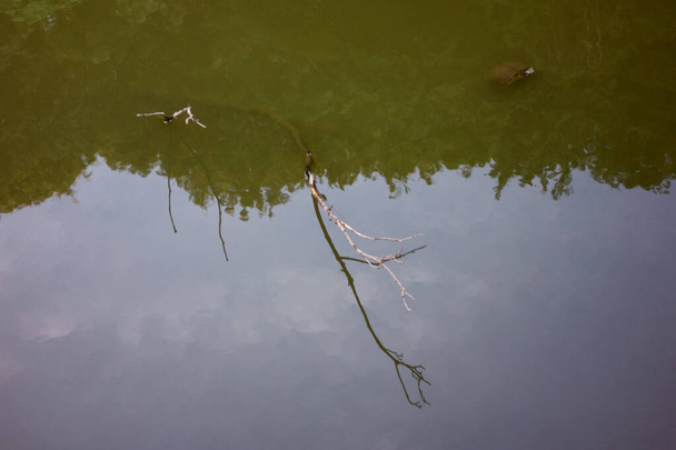 Tartarugas lama flutuando em torno de um pântano em um parque de aldeia de montanha
 - Foto, Imagem