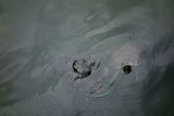 Schlammschildkröten treiben im Sumpf eines Bergdorfparks - Foto, Bild