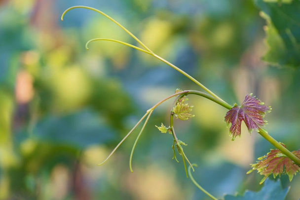 Krásné čerstvé vinné révy s malými listy na pestrobarevném květinovém pozadí ve slunečný den - Fotografie, Obrázek
