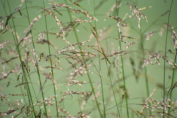 Beautiful decorative spikelets closeup on blurred light green background. Using as background natural - Photo, Image