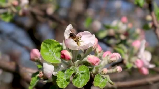 Calville Blanc (White Winter Calville) omenalajike kukkii pölytys mehiläinen. Omenapuu kevät herkkä valkoinen vaaleanpunainen kukkia lähikuva video tausta
 - Materiaali, video