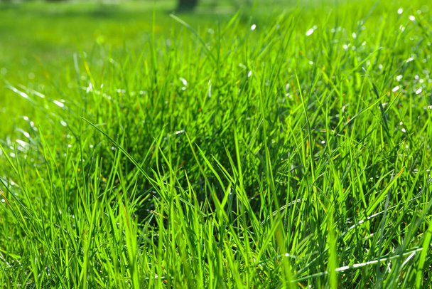 Herbe verte luxuriante à l'extérieur le jour ensoleillé, gros plan - Photo, image