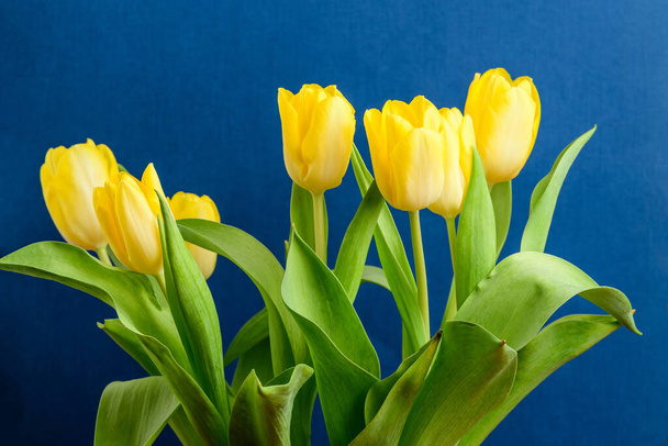 Vista lateral de cinco pequeñas flores de tulipán amarillo vivo y hojas verdes sobre un papel estudio azul oscuro, hermoso fondo floral interior fotografiado con pequeño enfoque
 - Foto, imagen