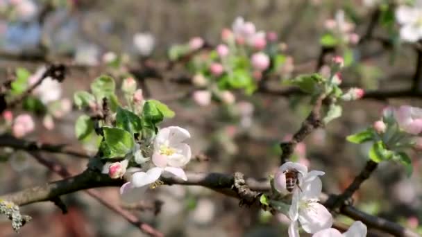 Calville Blanc (White Winter Calville) Опыление ветви цветущей яблони пчелой. Весной нежные белые розовые цветы в саду крупным планом замедленного съемки видео
 - Кадры, видео