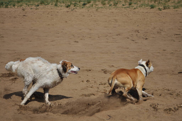 perros corriendo y jugando sobre la arena de la playa - Φωτογραφία, εικόνα