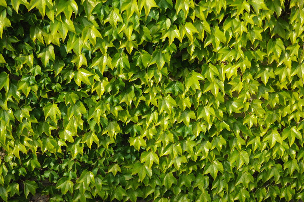 muro cubierto de hojas verdes creando un tapiz natural - Photo, Image