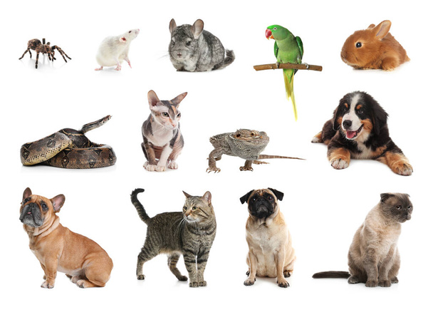 Set von verschiedenen Haustieren auf weißem Hintergrund - Foto, Bild