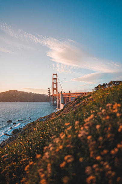 Φωτογραφία από ένα πανέμορφο εθνικό μνημείο και ορόσημο Golden Gate Bridge στο Σαν Φρανσίσκο κατά τη διάρκεια του ηλιοβασιλέματος. Λουλούδια σε πρώτο πλάνο, καταγάλανος ουρανός και κόλπος - Φωτογραφία, εικόνα