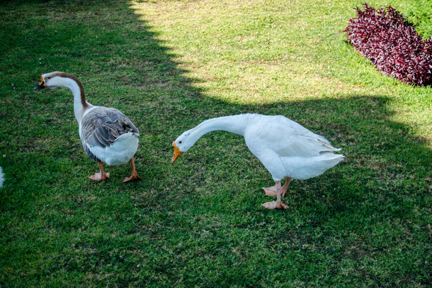 Ducks are Walking In the green resort Garden of Ooty - Photo, Image