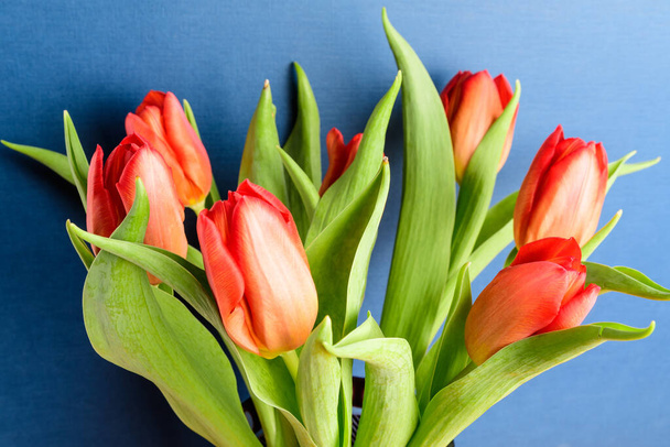 Vista lateral de siete pequeñas flores de tulipán rojo vivo y hojas verdes sobre un papel estudio azul oscuro, hermoso fondo floral interior fotografiado con pequeño enfoque
 - Foto, imagen