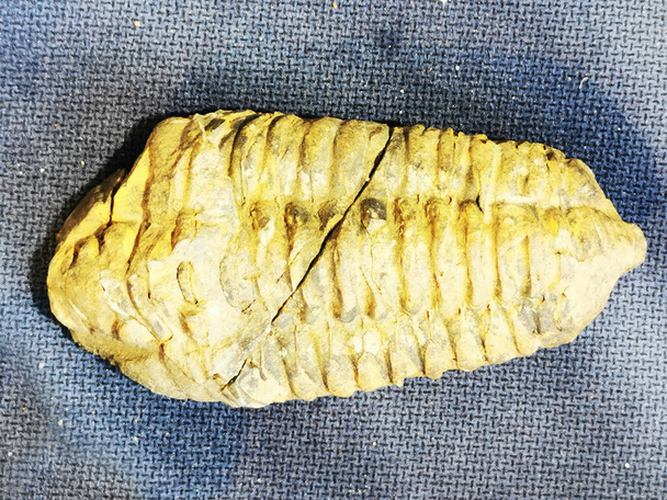 stary trilobit izolowany na szarym tle - Zdjęcie, obraz