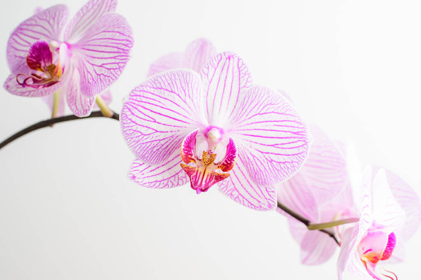 Primer plano de delicadas flores de orquídea Phalaenopsis blancas y rosadas vívidas en plena floración aisladas sobre fondo blanco del estudio
  - Foto, Imagen