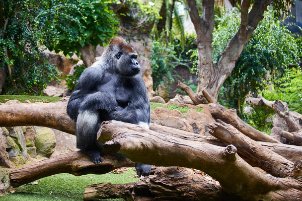 Big black gorilla (male) sitting on the tree in a wild world jungle - Photo, Image