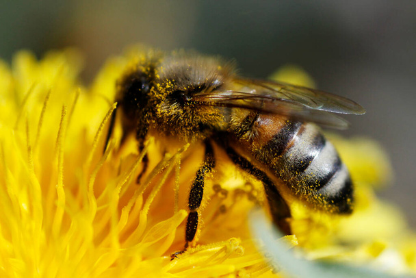 Pszczoła pracująca nad kwiatem z rzęs. Pyłek. - Zdjęcie, obraz