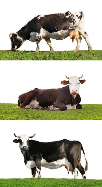 Collage de vacas sobre hierba verde sobre fondo blanco. Cría de animales
 - Foto, imagen