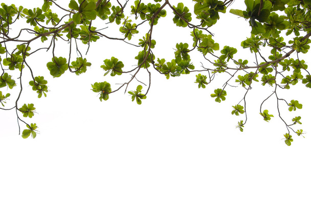 groene bladveer - Foto, afbeelding